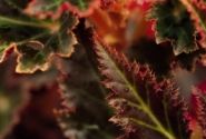 Begonia tuberhybrida Nonstop Mocca Cherry