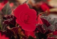 Begonia tuberhybrida Nonstop Mocca Cherry