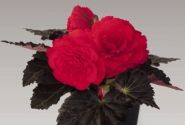 Begonia tuberhybrida Nonstop Mocca Cherry