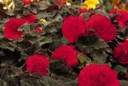 Begonia tuberhybrida Nonstop Mocca Cherry