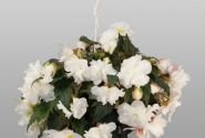 Begonia tuberhybrida Nonstop Joy Mocca White