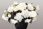 Begonia tuberhybrida Nonstop Joy Mocca White