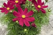 Cosmos bipinnatus Casanova Red