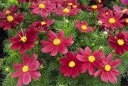 Cosmos bipinnatus Casanova Red