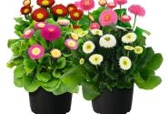 Bellis perennis BellaDaisy Mix