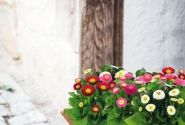 Bellis perennis BellaDaisy Mix