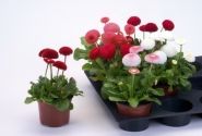 Bellis perennis Tasso Mix