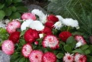 Bellis perennis Habanera Mix