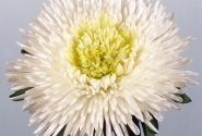 Callistephus chinensis Benary`s Princess White