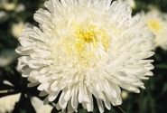 Callistephus chinensis Benary`s Princess White