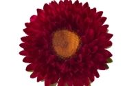 Callistephus chinensis Fan Red