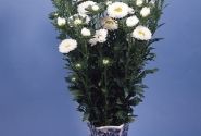 Callistephus chinensis Fan White