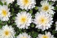 Callistephus chinensis Fan White