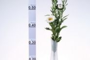 Callistephus chinensis Fan White