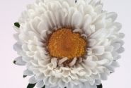 Callistephus chinensis Fan White