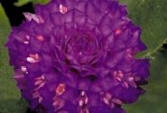 Gomphrena globosa Buddy Purple