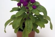 Gomphrena globosa Buddy Purple