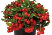 Gaultheria procumbens Merry Berry Big Red