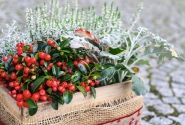 Gaultheria procumbens Merry Berry Big Red
