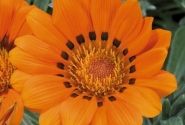 Gazania rigens Talent Orange