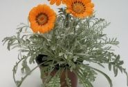 Gazania rigens Talent Orange