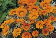 Gazania rigens Talent Orange