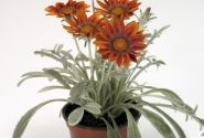 Gazania rigens Talent Red Shades