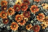 Gazania rigens Talent Red Shades