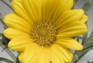 Gazania rigens Talent Yellow