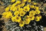 Gazania rigens Talent Yellow