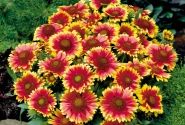 Gaillardia x grandiflora Arizona Sun