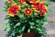 Gaillardia x grandiflora Arizona Sun