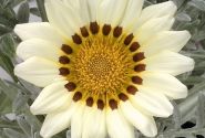 Gazania rigens Talent White