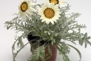 Gazania rigens Talent White