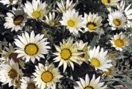 Gazania rigens Talent White