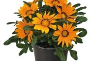 Gazania rigens Zany Orange
