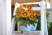 Gazania rigens Zany Orange Flame