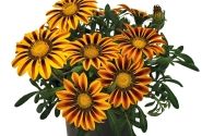 Gazania rigens Zany Orange Flame
