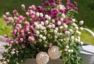Gomphrena globosa Las Vegas Mix