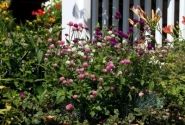 Gomphrena globosa Las Vegas Mix