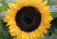 Helianthus annuus Solara