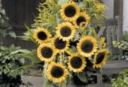 Helianthus annuus Solara