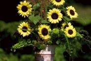 Helianthus annuus Valentine