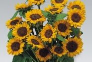 Helianthus annuus Sonja