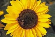 Helianthus annuus Sonja