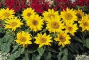 Helianthus annuus Pacino Gold
