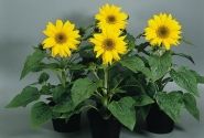 Helianthus annuus Pacino Gold