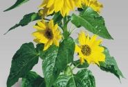 Helianthus annuus Pacino Gold