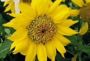 Helianthus annuus Pacino Gold