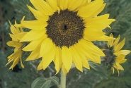 Helianthus annuus Pacino Cola